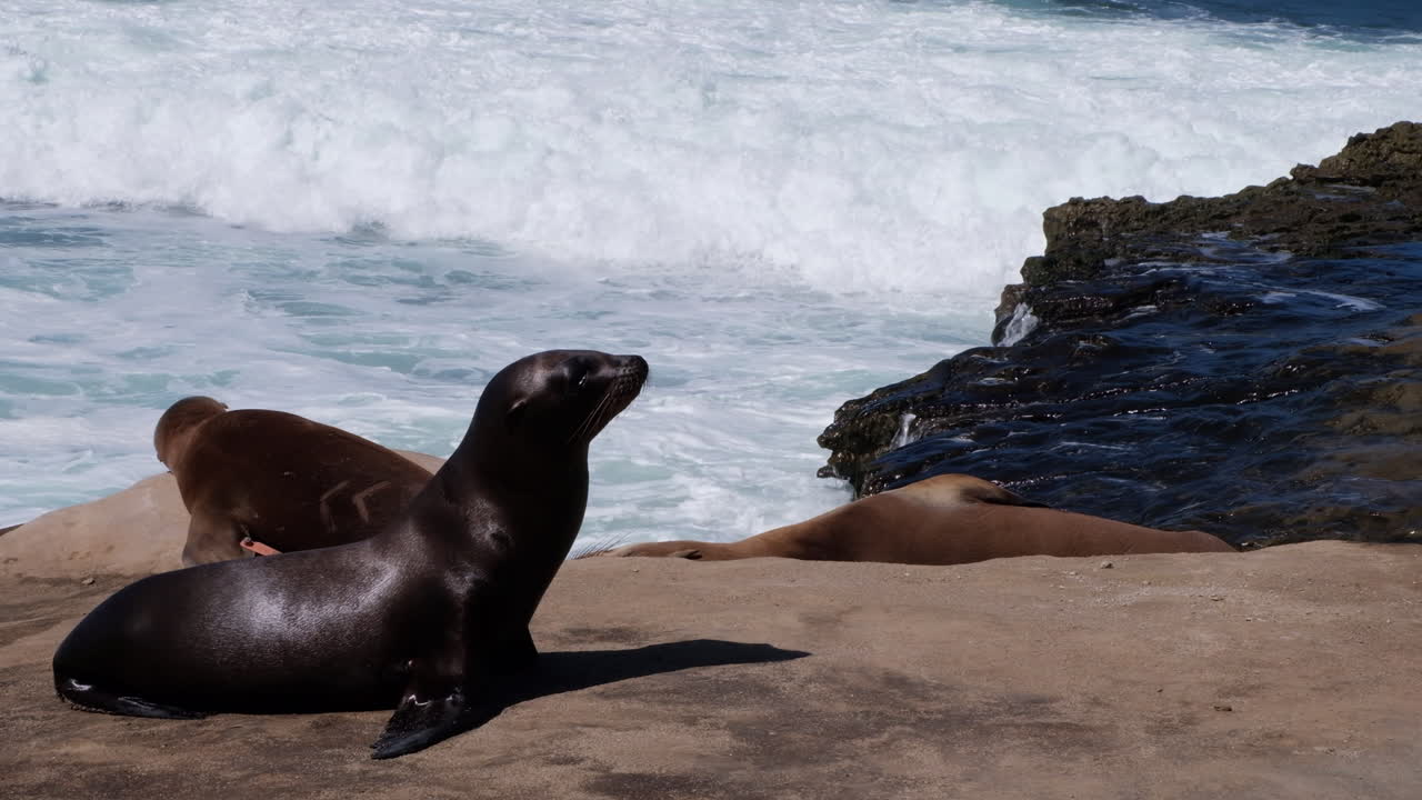 Close up of a sea lion resting near the water as waves crash against rocks at La Jolla Cove in San Diego