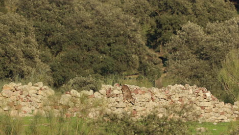 Iberischer-Luchs-Auf-Steinmauer,-Springt-Ab-Und-Geht-Von-Der-Kamera-Weg