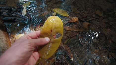 person takes and touches the leaf from the creek in a forest