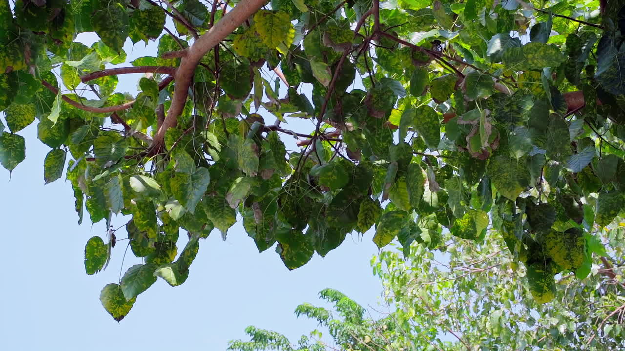 푸른 하늘과 바람에 날리는 나무를 올려다