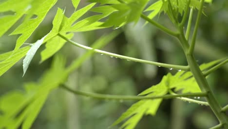 Water-drops-hanging-off-papaya-branch-leaf-after-rainfall