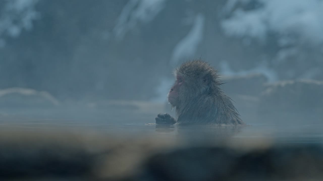 A Japanese snow monkey relaxes in the warm volcanic waters of an onsen, surrounded by a beautiful snowy landscape in Jigokudani, Japan.