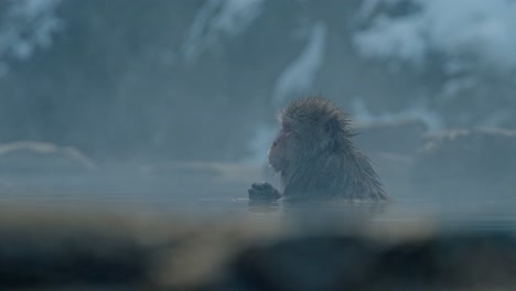 A Japanese snow monkey relaxes in the warm volcanic waters of an onsen, surrounded by a beautiful snowy landscape in Jigokudani, Japan.