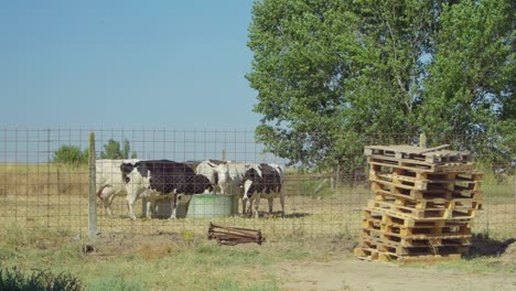 A-few-cows-drink-at-an-open-air-farm