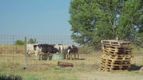 a few cows drink at an open-air farm