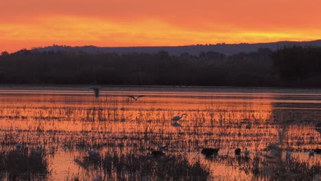 Pájaros-Acuáticos-En-Los-Campos-De-Arroz-Al-Amanecer