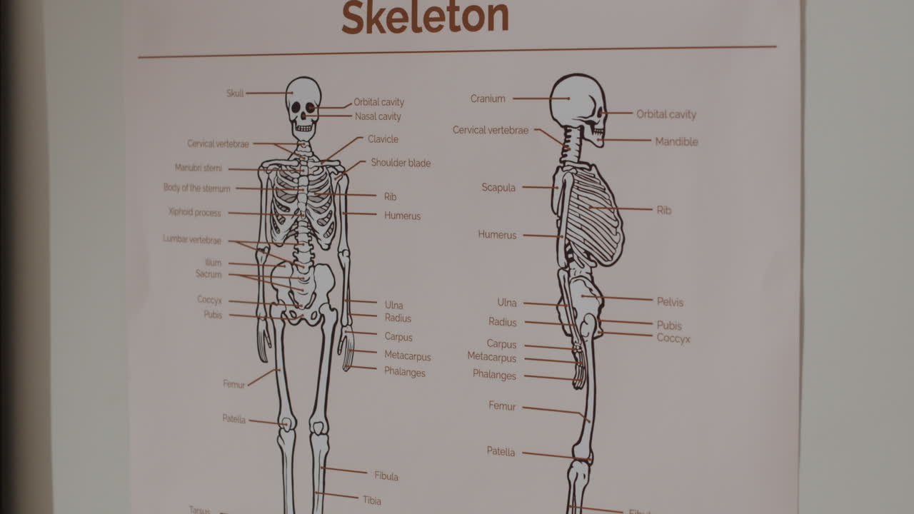 Skeleton Anatomy Diagram