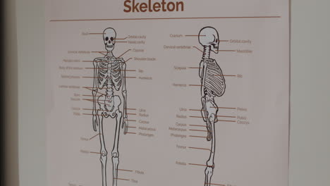 skeleton anatomy diagram