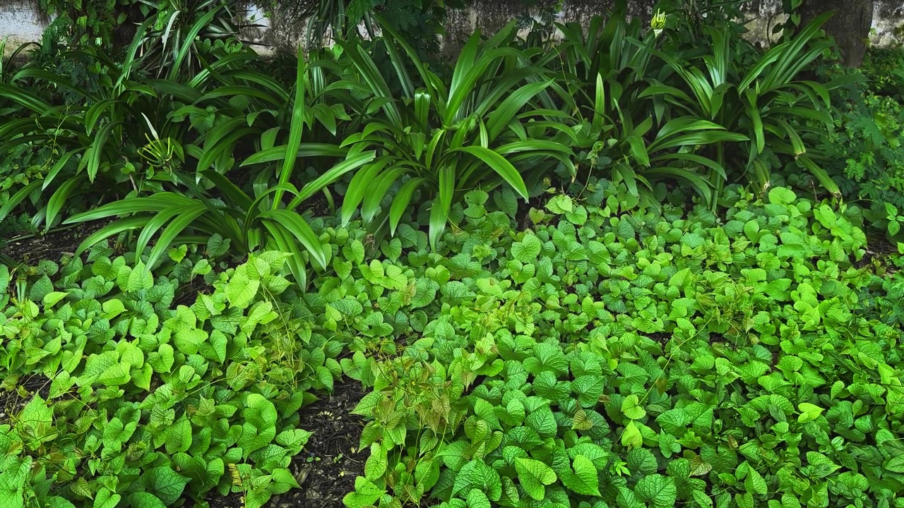 Tomada estática de folhagem tropical densa no solo e plantas ornamentais criando uma paisagem de jardim verde vibrante com vegetação natural ao ar livre
