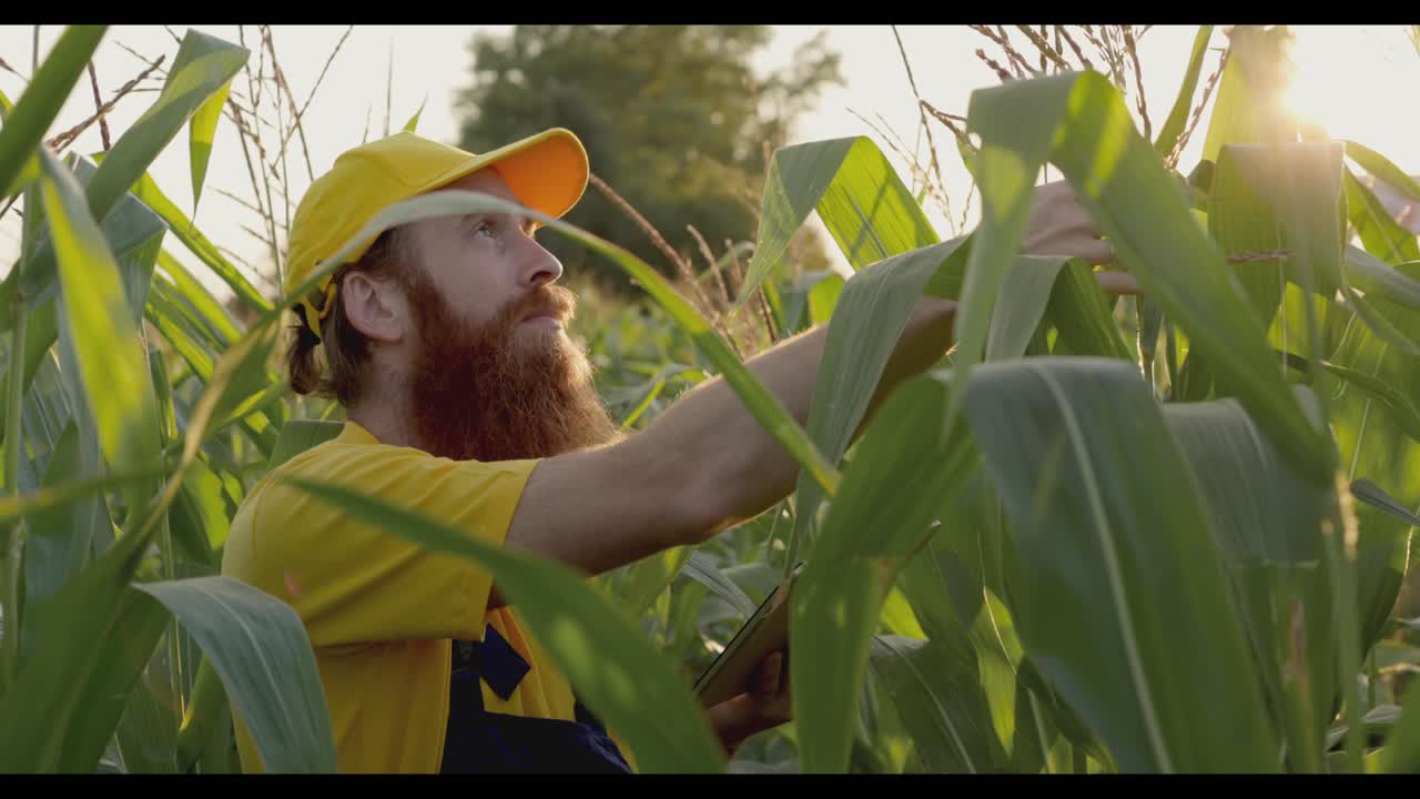 Farmer Inspecting Corn Crop