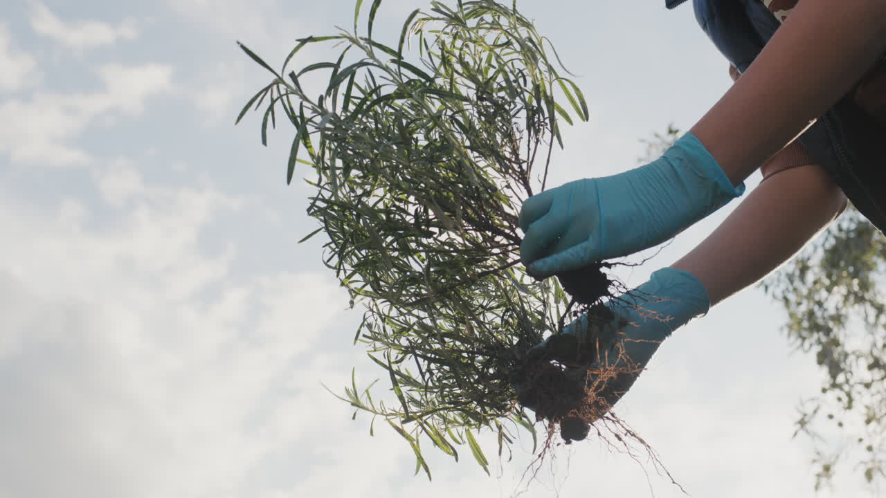 jardinero con plántulas de lavanda, siembra de otoño en el jardín. vista de bajo ángulo