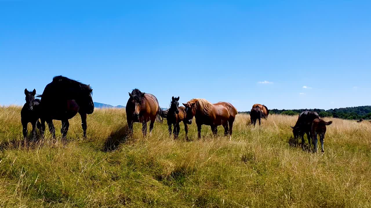 manada de caballos pastando en un hermoso prado cerca del bosque