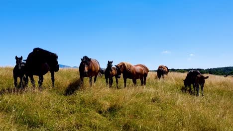 Pferdeherde-Weidet-Auf-Einer-Schönen-Wiese-In-Der-Nähe-Des-Waldes