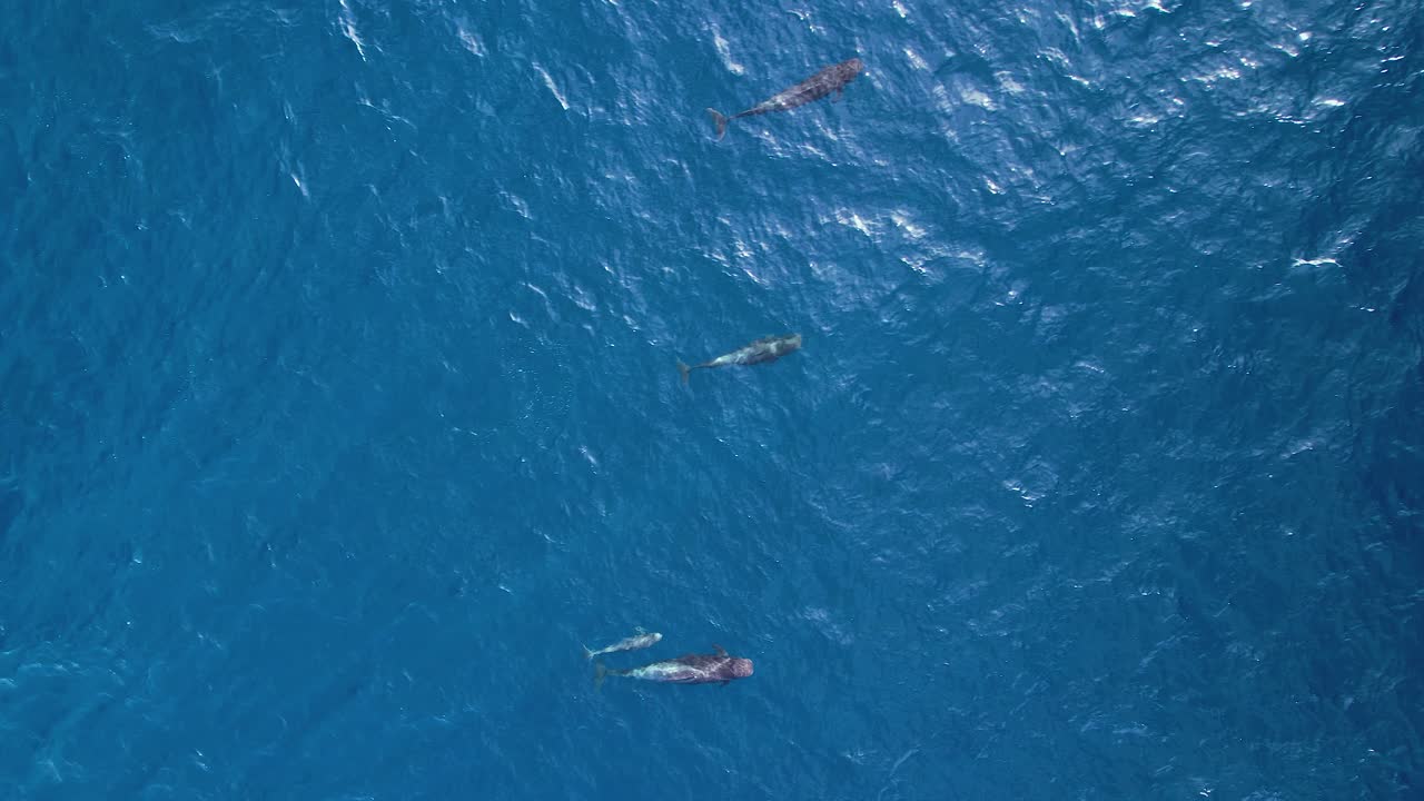 푸른 바다에서 헤엄치는 파일 ⁇  고래들이 숨을  ⁇  수 있는 표면을 깨고 있습니다.