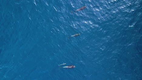 swimming pilot whales in azure blue ocean breaking surface to breathe