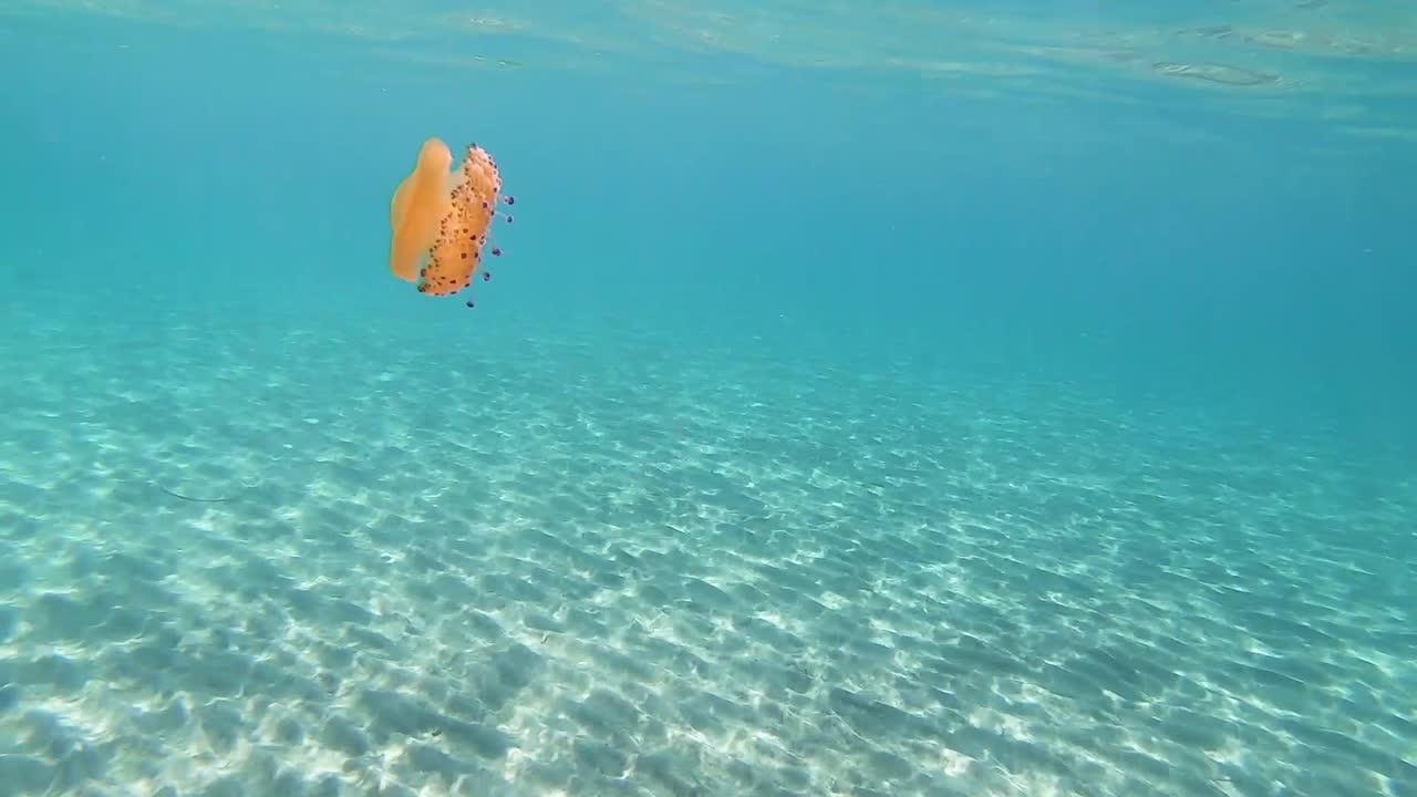 Cotylorhiza tuberculata or fried egg jellyfish swimming on a beach with crystal clear water
