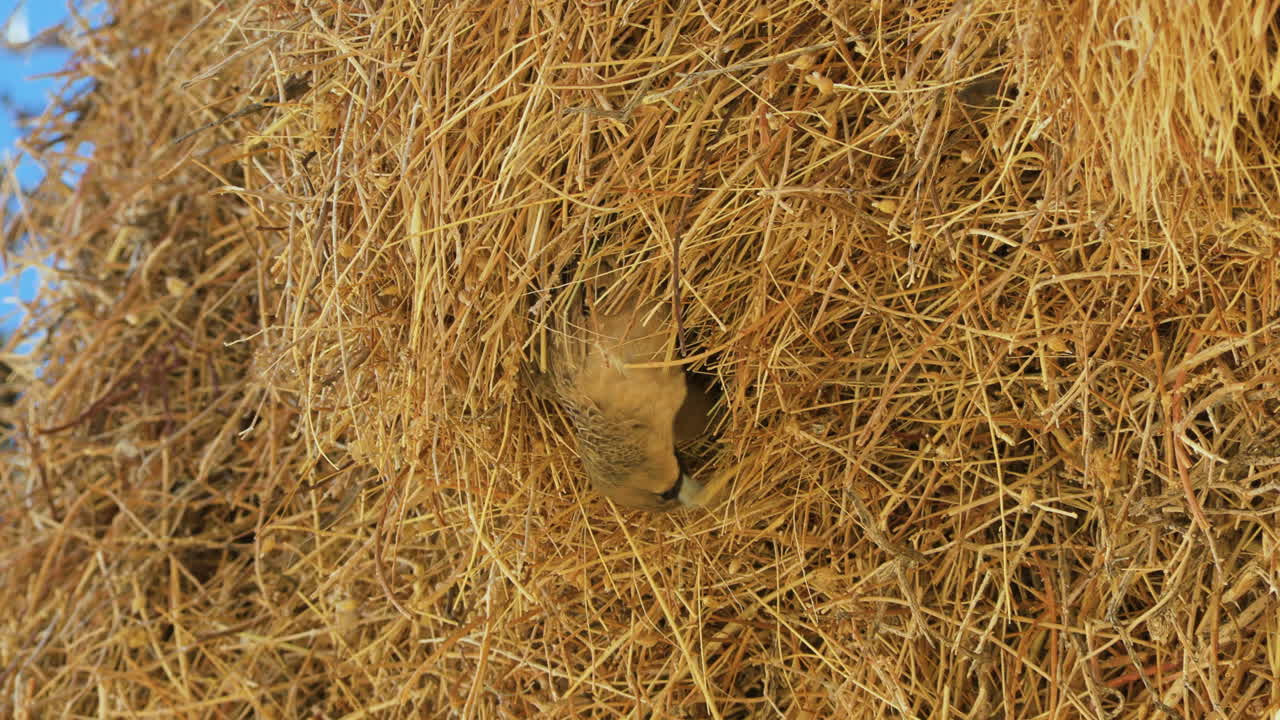 A sociable weaver bird looks out from its nest cavity in a large communal nest and then flies away. Another bird appears directly behind it. Apparently, it is the female with whom it shares its nest.