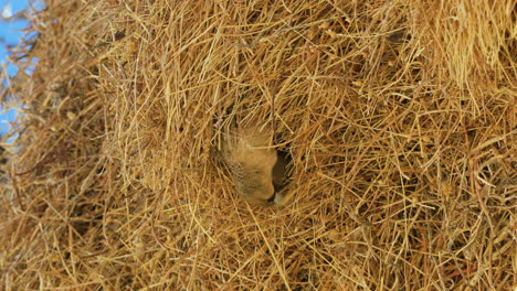 a sociable weaver bird looks out from its nest cavity in a large communal nest and then flies away. another bird appears directly behind it. apparently, it is the female with whom it shares its nest.