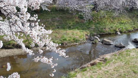 landscape view of the beautiful natural sakura flower with background of small canal with sakura trees on the both bank side of canal with full-bloom in spring sunshine day time