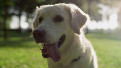 playful adult golden retriever sitting with open mouth tongue out closeup.