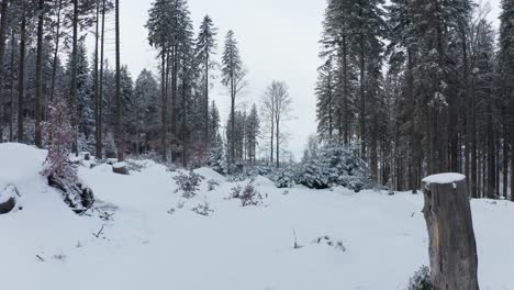 Aerial-view-of-a-frozen-forest-with-snow-covered-trees-at-winter,-winter-hiking-and-outdoor-scenery