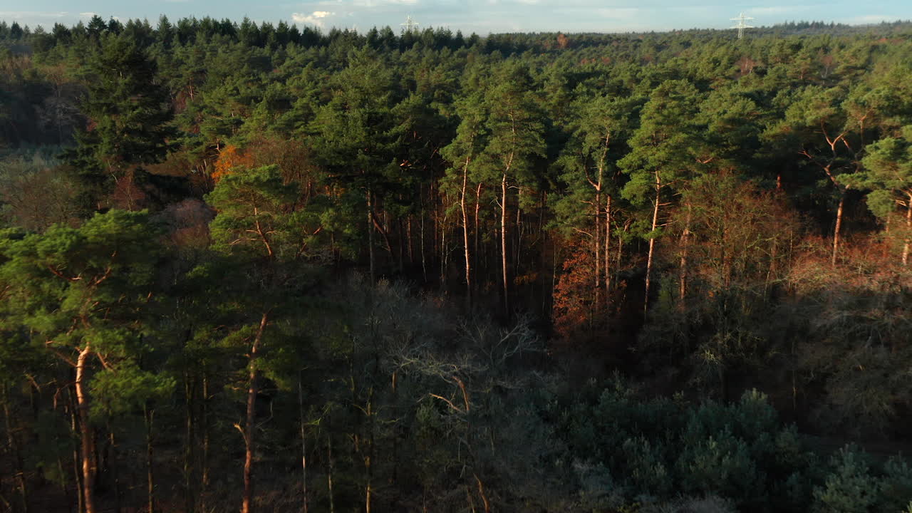 Vasta brughiera e pini silvestri nella foresta vicino a Soesterduinen, Utrecht nei Paesi Bassi