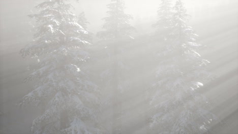 Misty-Fog-in-Pine-Forest-on-Mountain-Slopes