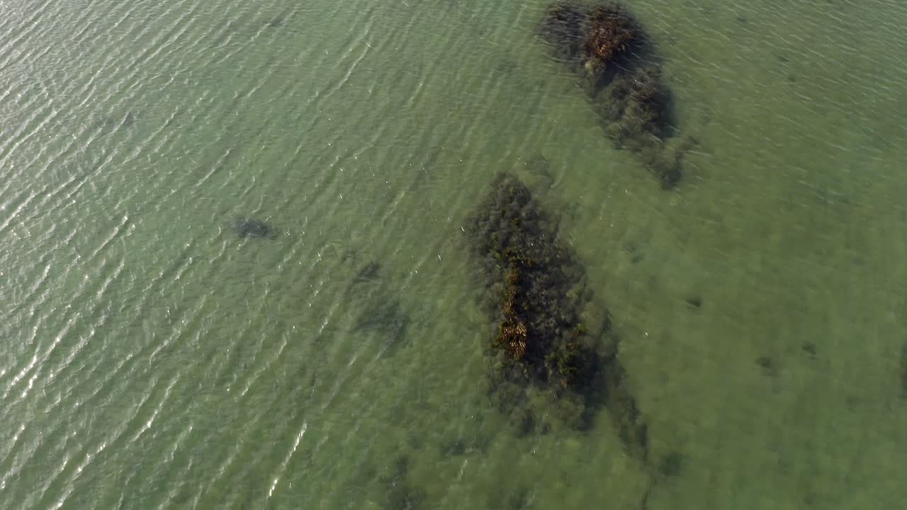 Ripresa con drone di una foca comune adulta che nuota sott'acqua.