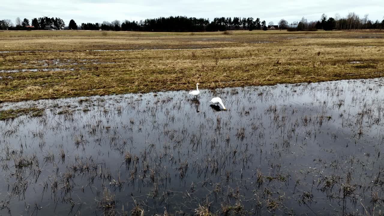 dos cisnes están caminando y comiendo en un campo húmedo de hierba alta