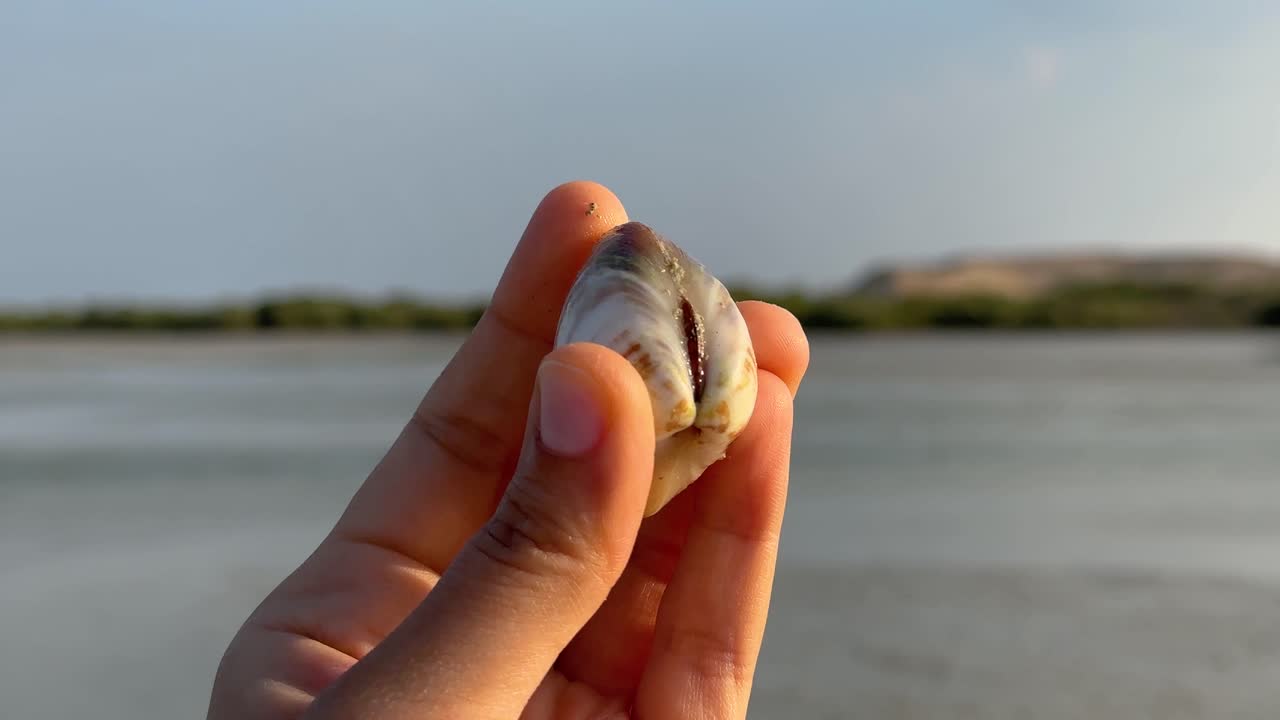 Gorgeous woman pick sea shell oyster in her hand beach forest in the background sunset time.
Oysters on ice with lemon closeup. Fresh Oyster on half shell on big plate in restaurant Served on table