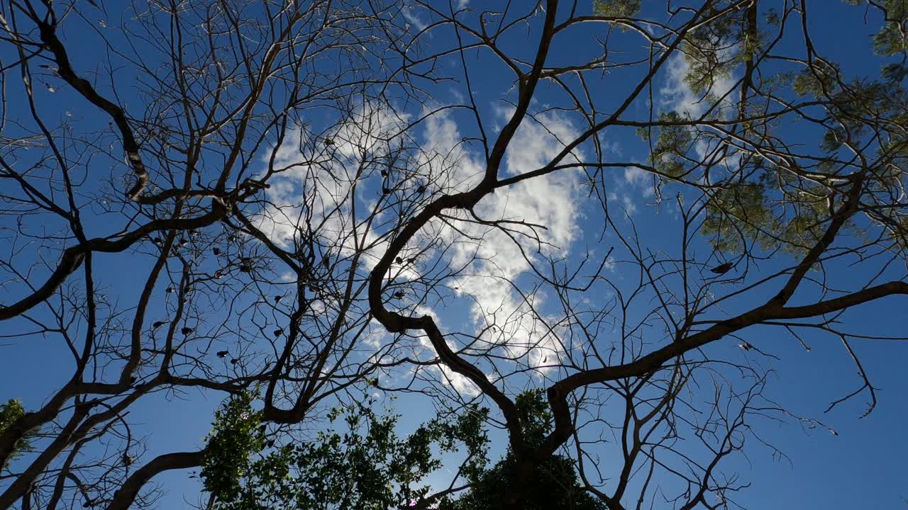 큰 무리의 날여우박쥐 검은 박쥐들이 매달려 있다