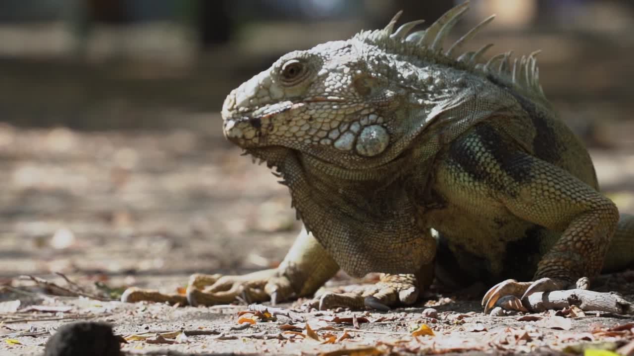 дракон, похожий на существо, согревающееся в солнечный день, круговая панель, движущийся фон, замедленное движение, эктотермический