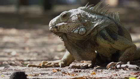 una criatura parecida a un dragón que se calienta durante un día soleado, círculo panorámico, fondo en movimiento, cámara lenta, ectotérmica