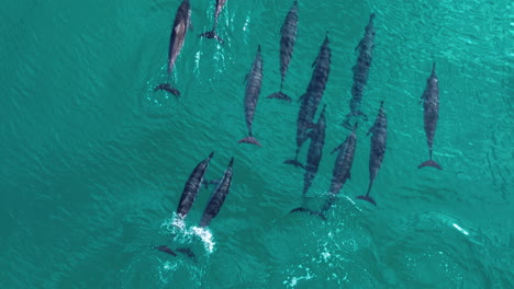 pod of bottlenose dolphins swimming freely on the blue sea in socotra island, yemen