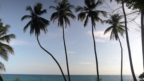 beachside video of swaying palm trees with ocean backdrop in hawaii. gentle breeze moves tropical fronds as the sea glistens under a clear sky—an idyllic slice of island tranquility