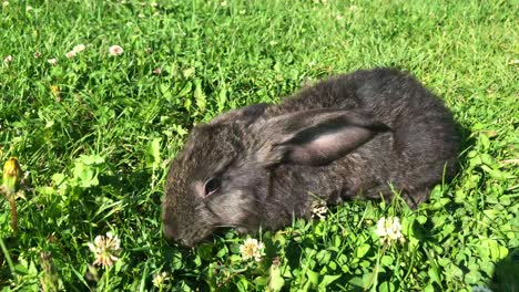 a dark rabbit in green grass