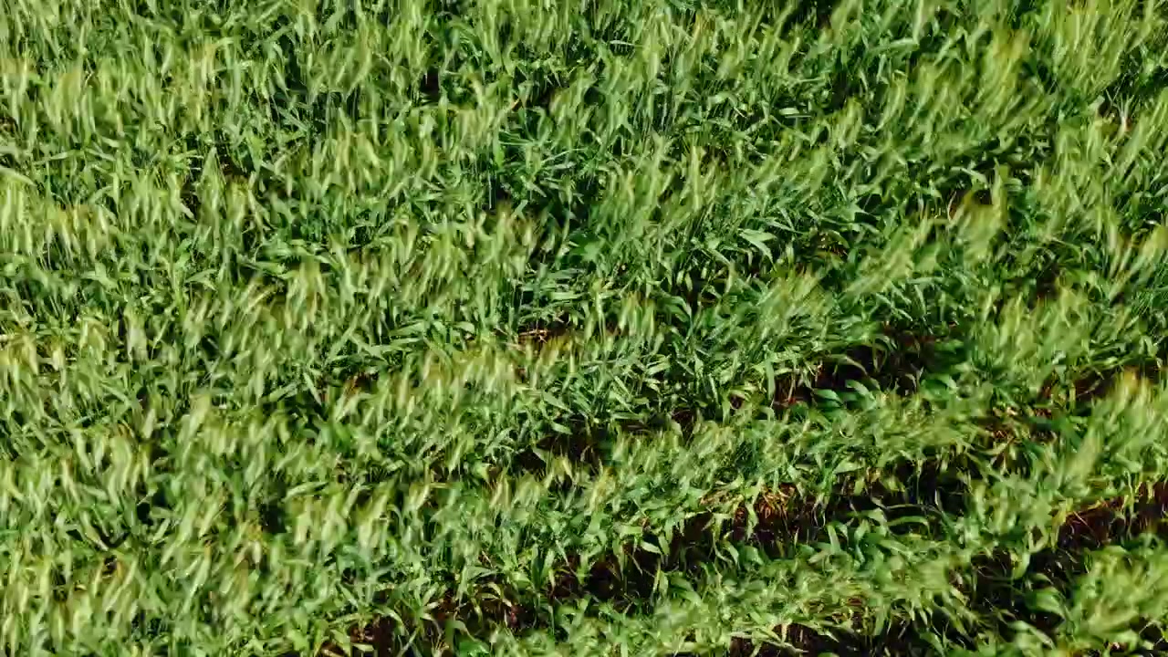 輝く夏の太陽の下、強風になびく緑の小麦畑の上を低空で飛行するドローン撮影。