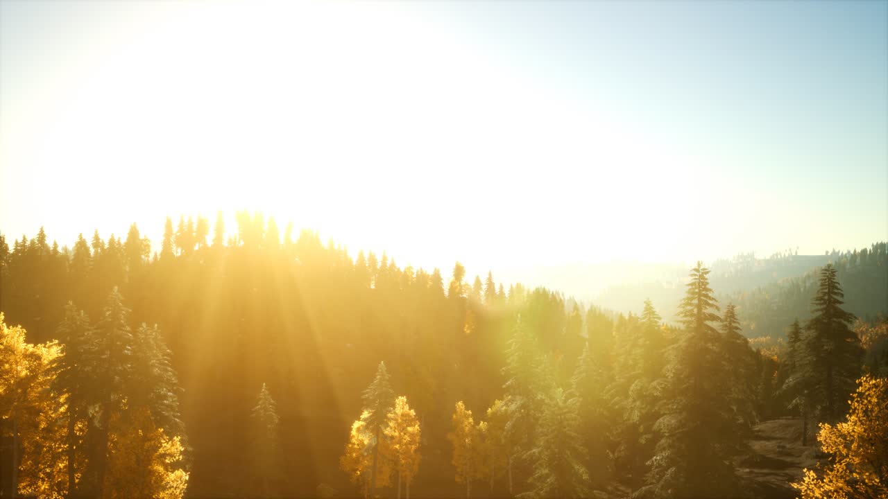 녹색 소나무 와 함께 해가 지는 아름다운 가을 숲 의 공중 전망