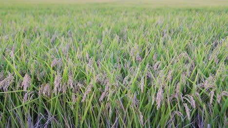 rice fields in the albufera natural park ready to be harvested in valenica, spain