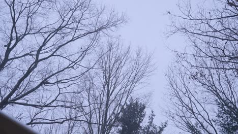 árboles desnudos en la muerte del invierno durante una ráfaga