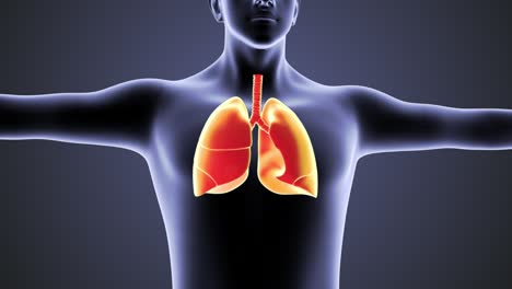 sistema circulatorio humano pulmones concepto de anatomía