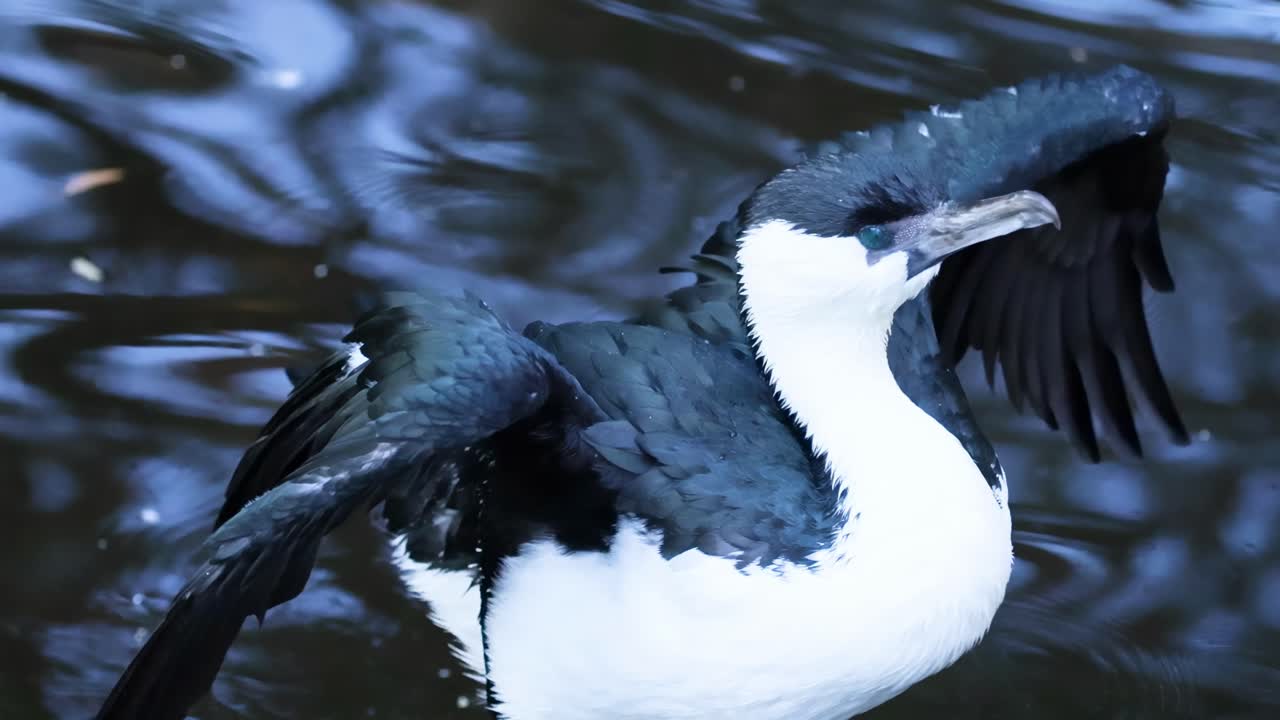 A cormorant showcases its wing movements while standing in reflective water.