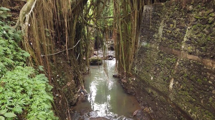High Angle View of Jungle River and Hanging Banyan Roots Landscape in Ubud Bali