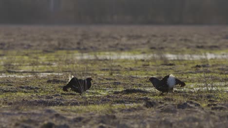 Black-grouse-breeding-lek-fight-in-early-morning