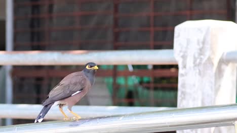 el pájaro myna se posa, luego vuela desde la barandilla.