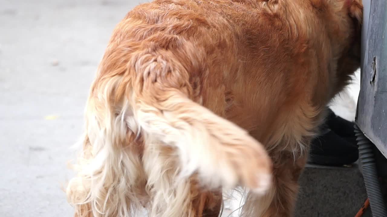 Close-up of a golden retriever's rear
