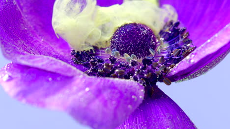 macro closeup of a purple anemone flower with water droplets and ink