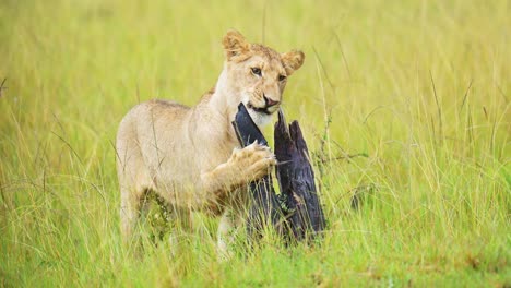 baby lion cub with cheeky attitude, cute african wildlife in maasai mara national reserve, kenya, africa safari animals in masai mara north conservancy