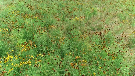Aerial-flight-over-wildflowers-in-Texas