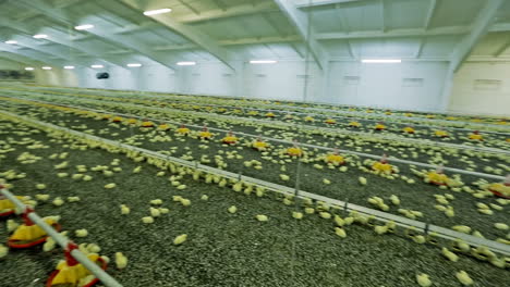 chicken broilers in poultry farm. lots of little chicks at the agricultural farm